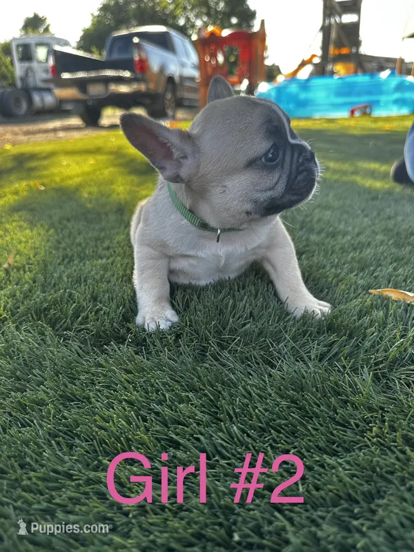 Olivia – French Bulldog puppy for sale in Delhi, CA