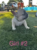 Olivia, a female French Bulldog for sale in Delhi, CA – 1 of 2