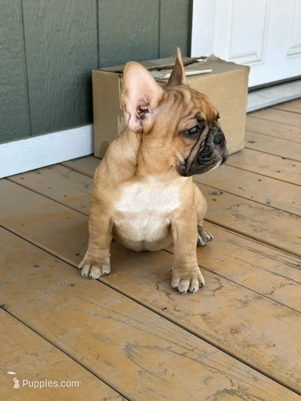 Leah – French Bulldog puppy for sale in Delhi, CA