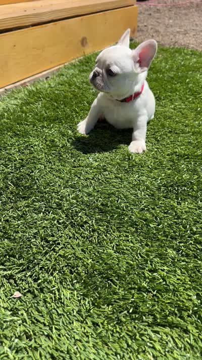 Mia, a female French Bulldog for sale in Delhi, CA – 2 of 2