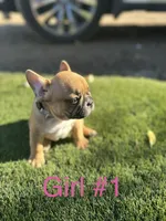 Leah, a female French Bulldog for sale in Delhi, CA – 1 of 2