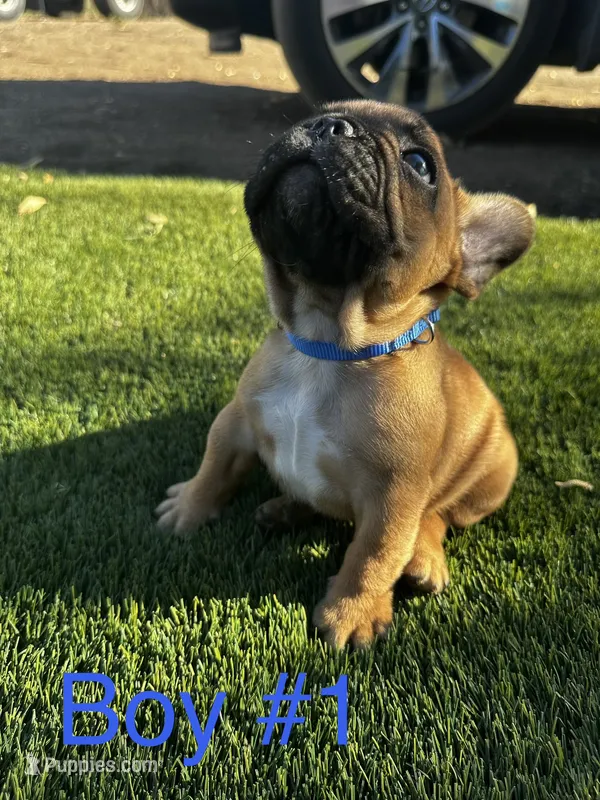 Bear – French Bulldog puppy for sale in Delhi, CA