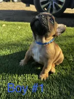 Bear, a male French Bulldog for sale in Delhi, CA – 1 of 3