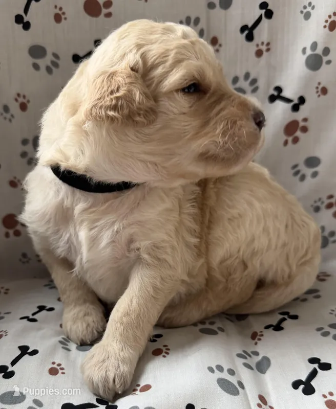 Jake – Goldendoodle puppy for sale in Four Oaks, NC