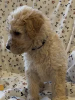 Jake, a male Goldendoodle for sale in Four Oaks, NC – 8 of 9