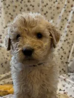 Jake, a male Goldendoodle for sale in Four Oaks, NC – 2 of 9