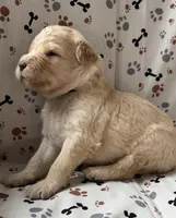 Jake, a male Goldendoodle for sale in Four Oaks, NC – Photo 2 of 4