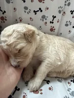 Jake, a male Goldendoodle for sale in Four Oaks, NC – Photo 4 of 4