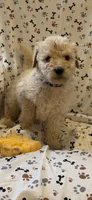 Jake, a male Goldendoodle for sale in Four Oaks, NC – 5 of 9