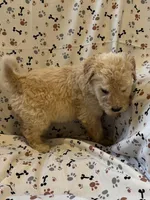 Jake, a male Goldendoodle for sale in Four Oaks, NC – 9 of 9