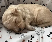 Jake, a male Goldendoodle for sale in Four Oaks, NC – Photo 3 of 4