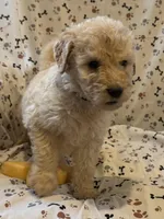 Jake, a male Goldendoodle for sale in Four Oaks, NC – 4 of 9