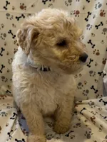 Jake, a male Goldendoodle for sale in Four Oaks, NC – 3 of 9