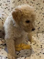 Jake, a male Goldendoodle for sale in Four Oaks, NC – 6 of 9