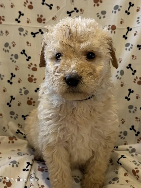 Jake – Goldendoodle puppy for sale in Four Oaks, NC