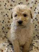 Jake, a male Goldendoodle for sale in Four Oaks, NC – 1 of 9