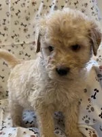 Jake, a male Goldendoodle for sale in Four Oaks, NC – 7 of 9