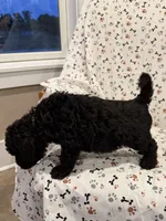 Huck, a male Goldendoodle for sale in Four Oaks, NC – 4 of 5