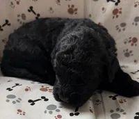 Huck, a male Goldendoodle for sale in Four Oaks, NC – Photo 5 of 7