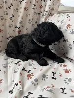 Huck, a male Goldendoodle for sale in Four Oaks, NC – Photo 7 of 7