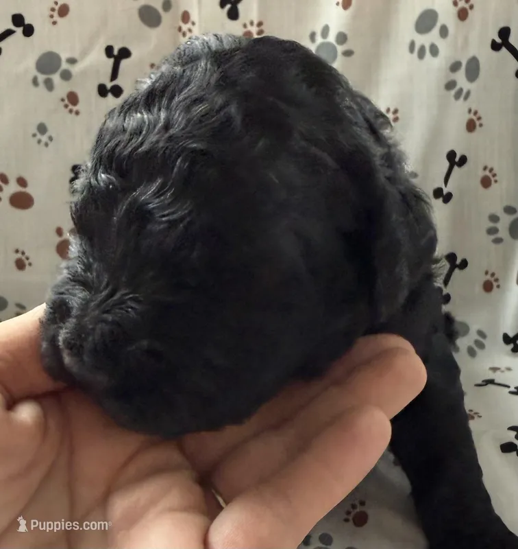 Huck – Goldendoodle puppy for sale in Four Oaks, NC