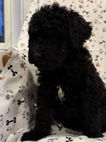 Huck, a male Goldendoodle for sale in Four Oaks, NC – 3 of 5