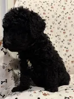 Huck, a male Goldendoodle for sale in Four Oaks, NC – 1 of 5