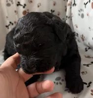 Huck, a male Goldendoodle for sale in Four Oaks, NC – Photo 4 of 7