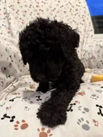 Huck, a male Goldendoodle for sale in Four Oaks, NC – 5 of 5