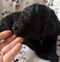 Huck, a male Goldendoodle for sale in Four Oaks, NC – Photo 3 of 7