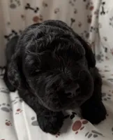 Huck, a male Goldendoodle for sale in Four Oaks, NC – Photo 2 of 7