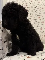 Huck, a male Goldendoodle for sale in Four Oaks, NC – 2 of 5