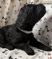 Huck, a male Goldendoodle for sale in Four Oaks, NC – Photo 6 of 7