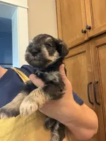 Keith, a male Miniature Schnauzer for sale in Four Oaks, NC – 3 of 7