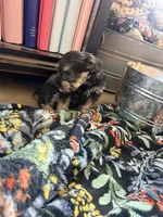 Keith, a male Miniature Schnauzer for sale in Four Oaks, NC – 6 of 7