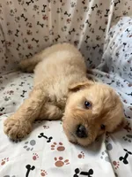 Charlie, a male Goldendoodle for sale in Four Oaks, NC – 7 of 10