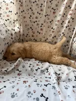Charlie, a male Goldendoodle for sale in Four Oaks, NC – 9 of 10