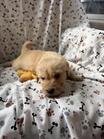 Charlie, a male Goldendoodle for sale in Four Oaks, NC – 8 of 10