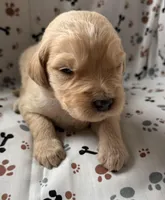 Charlie, a male Goldendoodle for sale in Four Oaks, NC – Photo 2 of 5
