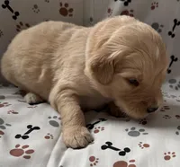 Charlie, a male Goldendoodle for sale in Four Oaks, NC – Photo 3 of 5