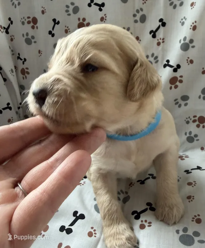 Charlie – Goldendoodle puppy for sale in Four Oaks, NC