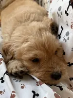 Charlie, a male Goldendoodle for sale in Four Oaks, NC – 4 of 10