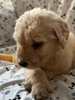 Charlie, a male Goldendoodle for sale in Four Oaks, NC – 3 of 10