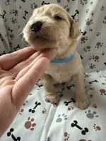 Charlie, a male Goldendoodle for sale in Four Oaks, NC – Photo 5 of 5