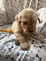 Charlie, a male Goldendoodle for sale in Four Oaks, NC – 2 of 10