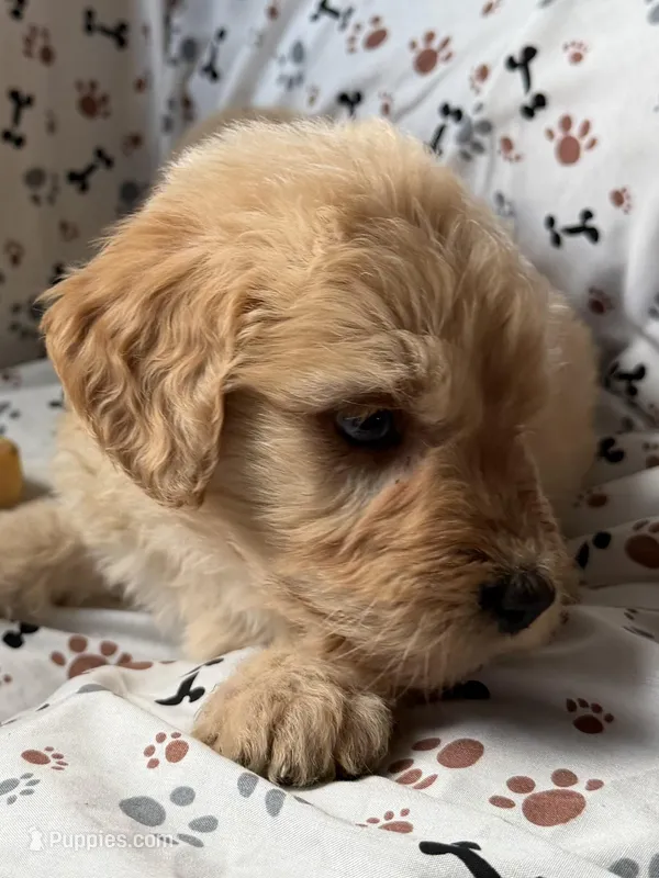 Charlie – Goldendoodle puppy for sale in Four Oaks, NC