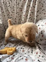Charlie, a male Goldendoodle for sale in Four Oaks, NC – 6 of 10