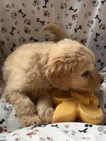 Charlie, a male Goldendoodle for sale in Four Oaks, NC – 5 of 10
