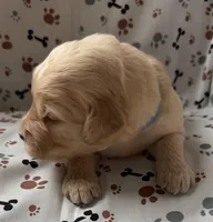 Charlie, a male Goldendoodle for sale in Four Oaks, NC – Photo 4 of 5