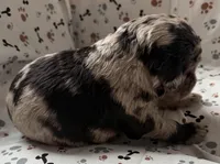 Marcus, a male Goldendoodle for sale in Four Oaks, NC – Photo 4 of 7